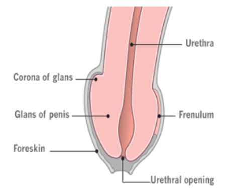Male Sexual Anatomy  Penis, Scrotum and Testicles